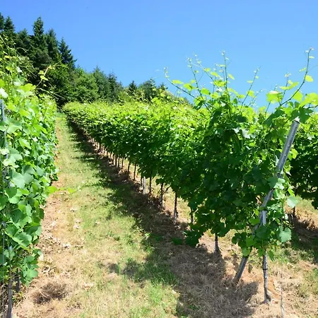 Hotel Am Weinberg / Travellers Hotelbetriebs Gmbh Sasbachwalden